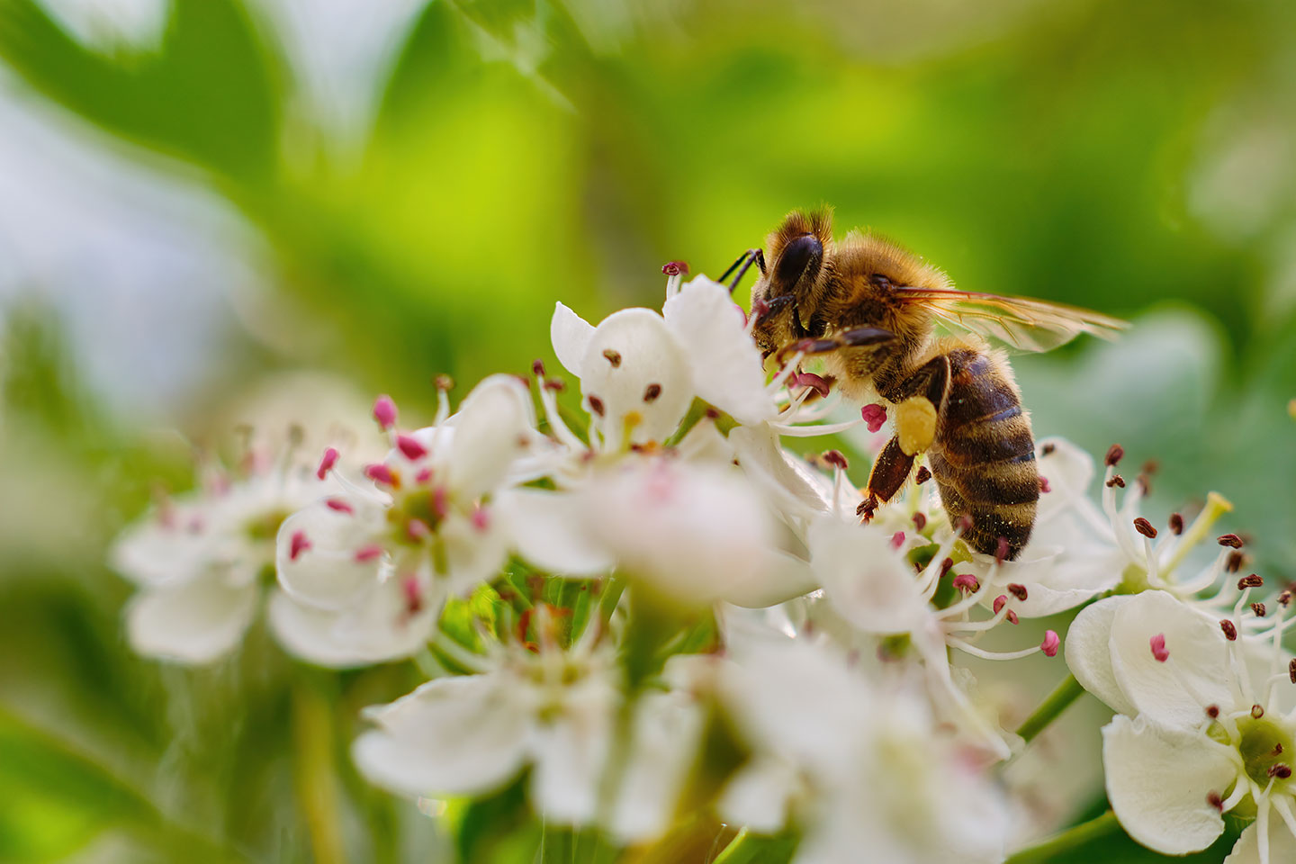 Engagement pour la biodiversité