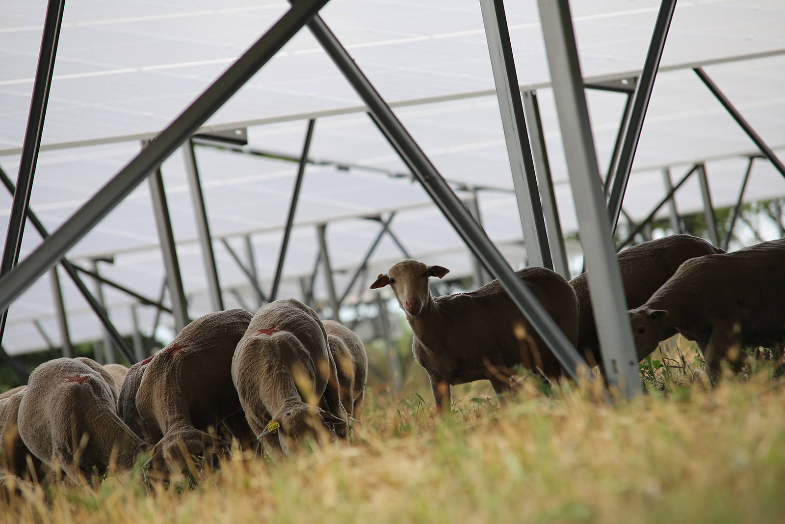 Expérimentations en agrivoltaïsme